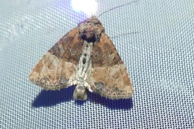 <i>Mesoligia furuncula</i>