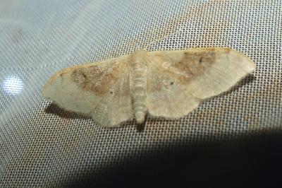 <i>Idaea degeneraria</i>