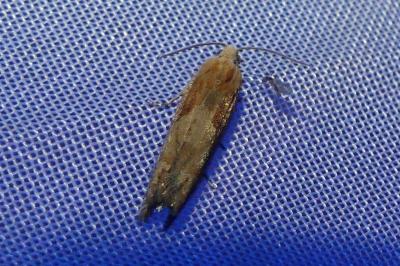 <i>Eucosma</i>