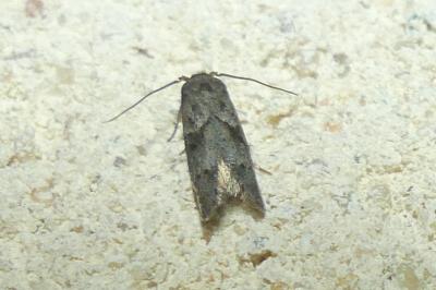 <i>Blastobasis</i>