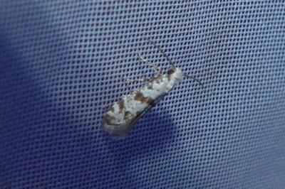 <i>Scythropia crataegella</i>