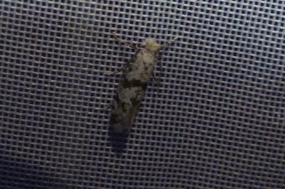 <i>Scythropia crataegella</i>