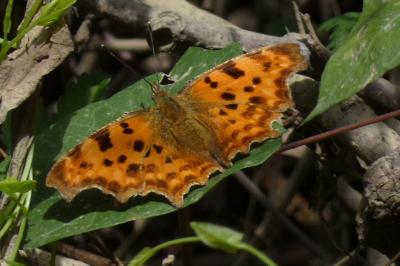 <i>Polygonia c-album</i>