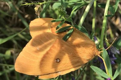 <i>Lasiocampa quercus</i>