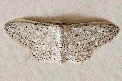 <i>Idaea seriata</i>