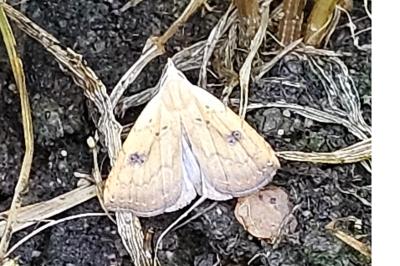 <i>Rivula sericealis</i>
