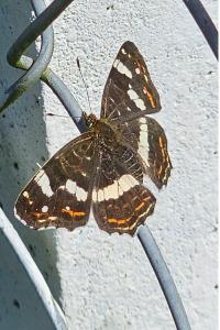 <i>Araschnia levana</i>