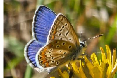 <i>Polyommatus icarus</i>