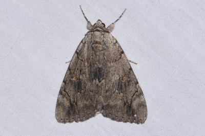 <i>Catocala electa</i>