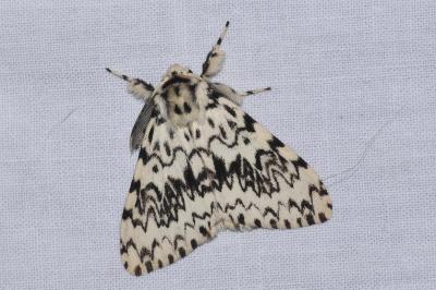 <i>Lymantria monacha</i>