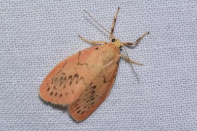 <i>Miltochrista miniata</i>