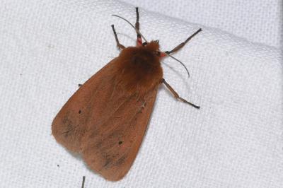<i>Phragmatobia fuliginosa</i>