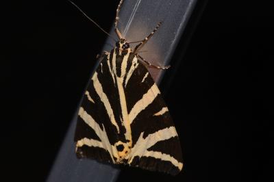 <i>Euplagia quadripunctaria</i>