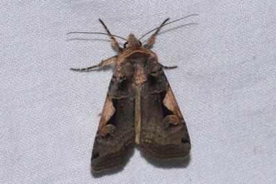 <i>Xestia c-nigrum</i>