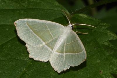 <i>Campaea margaritaria</i>