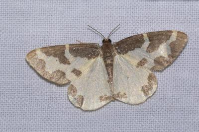 <i>Lomaspilis marginata</i>