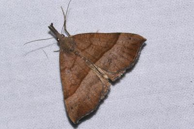 <i>Hypena proboscidalis</i>