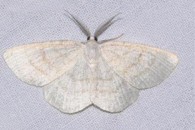 <i>Cabera exanthemata</i>