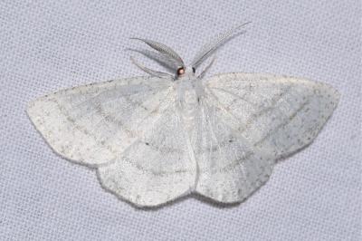 <i>Cabera pusaria</i>