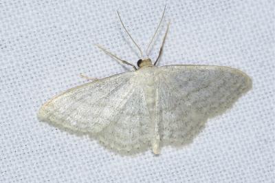 <i>Idaea subsericeata</i>
