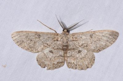 <i>Hypomecis punctinalis</i>