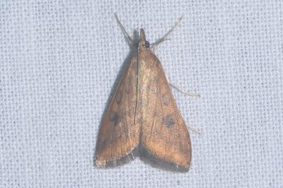 <i>Udea ferrugalis</i>