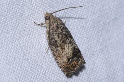 <i>Cydia fagiglandana</i>