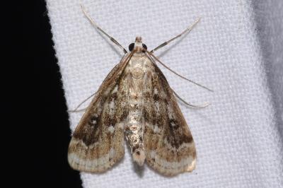 Parapoynx stratiotata