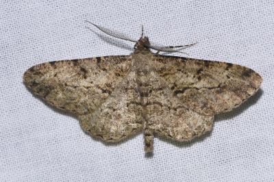 <i>Peribatodes rhomboidaria</i>