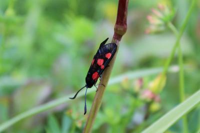 <i>Zygaena trifolii</i>