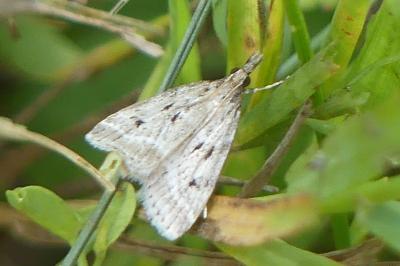 <i>Eudonia pallida</i>
