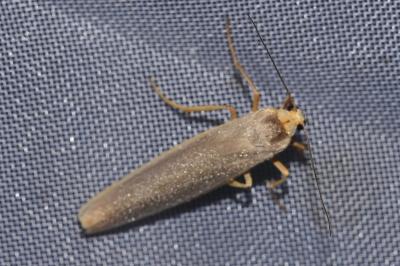 <i>Eilema caniola</i>