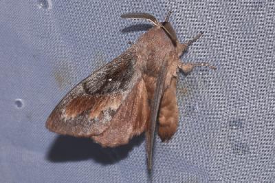 <i>Dendrolimus pini</i>