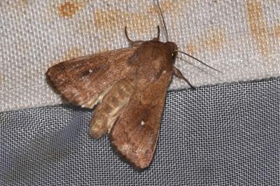 <i>Mythimna albipuncta</i>