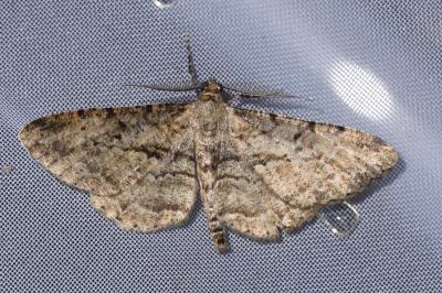 <i>Peribatodes rhomboidaria</i>