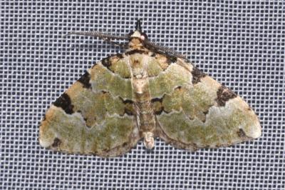 <i>Colostygia pectinataria</i>