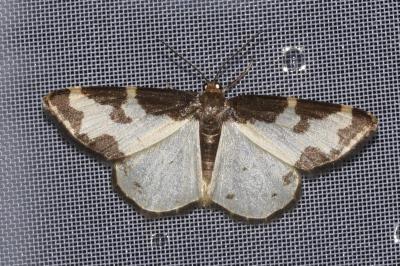 <i>Lomaspilis marginata</i>