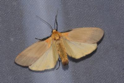 <i>Lithosia quadra</i>