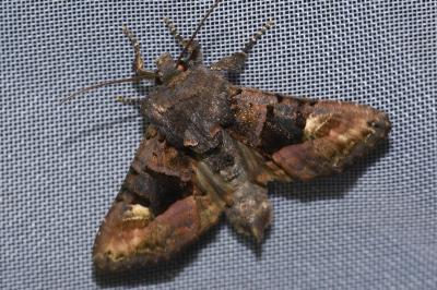 <i>Euplexia lucipara</i>