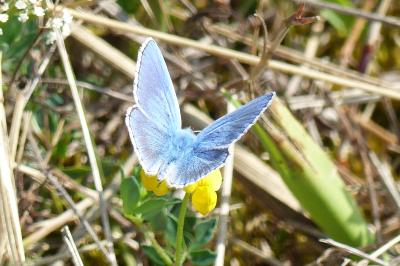 <i>Lysandra bellargus</i>