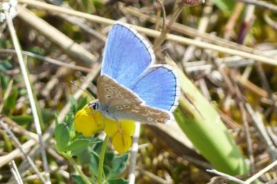 <i>Lysandra bellargus</i>