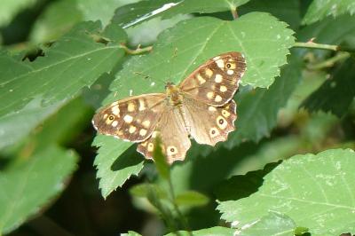 <i>Pararge aegeria</i>
