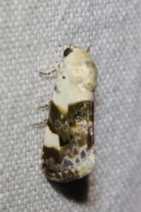 <i>Acontia lucida</i>