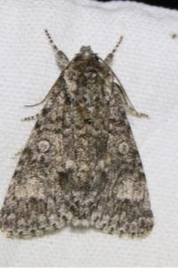 <i>Acronicta megacephala</i>