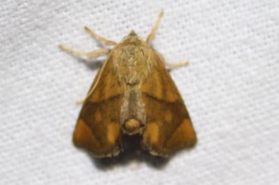<i>Apoda limacodes</i>