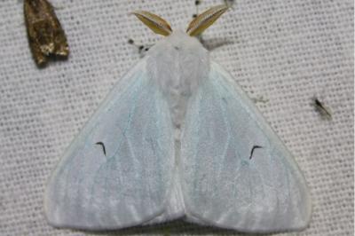 <i>Arctornis l-nigrum</i>