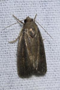 <i>Proxenus hospes</i>