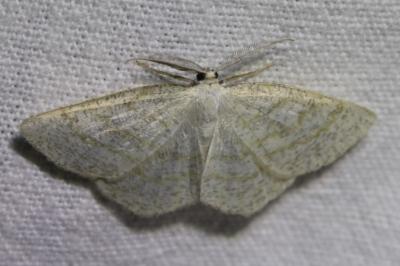 <i>Cabera exanthemata</i>