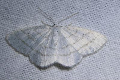 <i>Cabera pusaria</i>