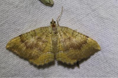 <i>Camptogramma bilineata</i>
